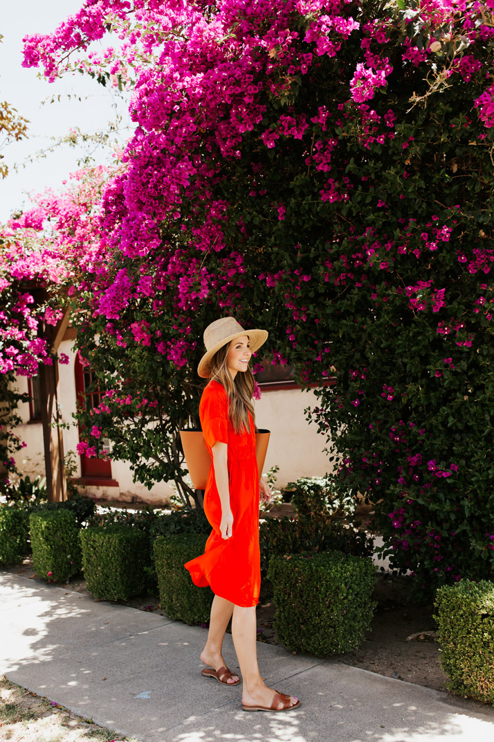 the prettiest bouganvillea bush ever